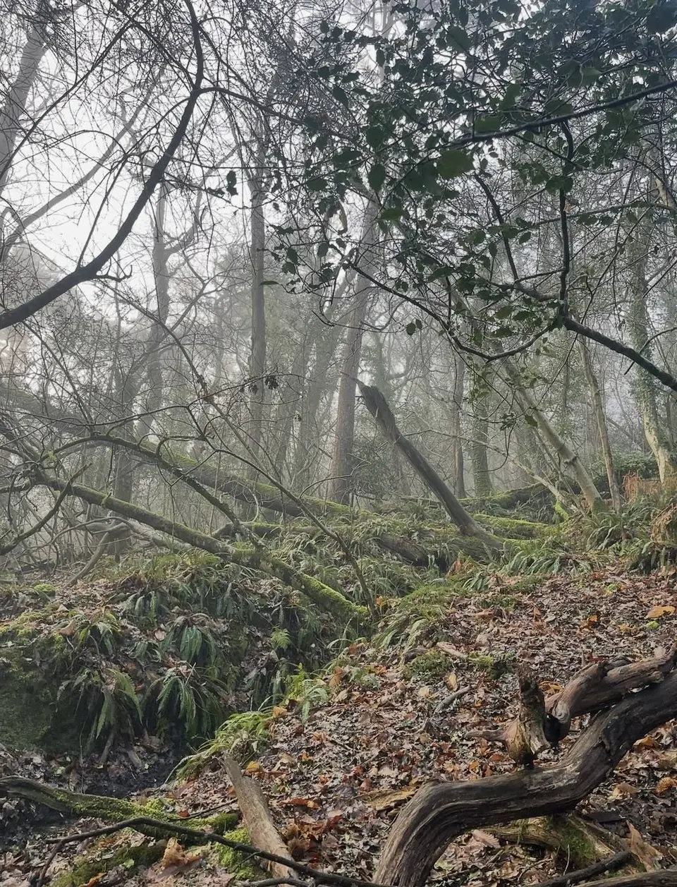 Mist among fallen trees and holly in the wood
